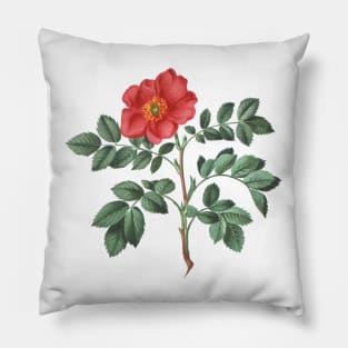 Wild Rose Flower Botanical Illustration Pillow