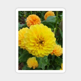 Yellow Dahlias 3 Magnet