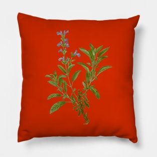 Vintage Garden Sage Botanical Illustration Pillow