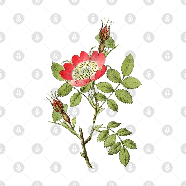 Wild Rose Flower Botanical Illustration by Biophilia