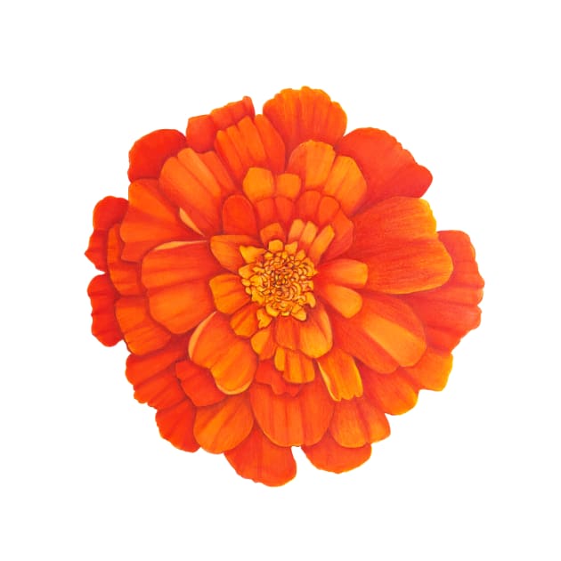 French Marigold by veroniqueayac