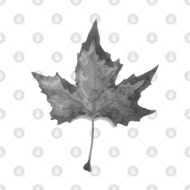 Black and white autum leaf by Cherubic