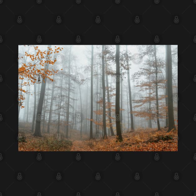 Autumn Mood, Forest with Fog. by Salogwyn