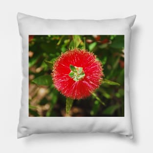 Bottlebrush Flower Pillow