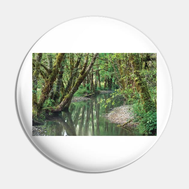 Red Alder Trees With Moss Hoh Rainforest Olympic National Park Pin by AinisticGina