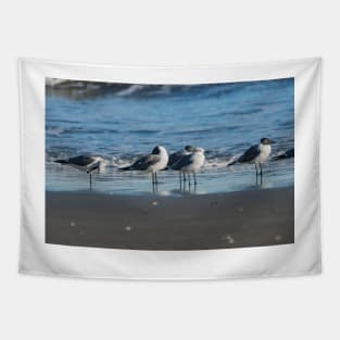 Laughing gull and California gull Tapestry