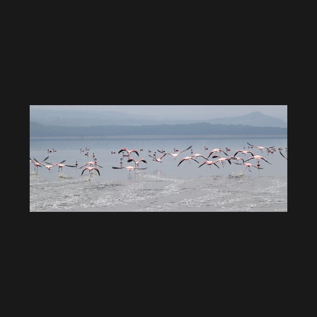 Take Off !  Flamingos at Lake Nakuru, Kenya by Carole-Anne
