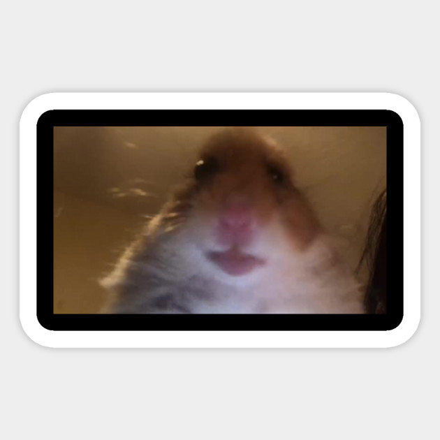 Dam Kinky Hamsters Meme By Adrenalinx Memedroid