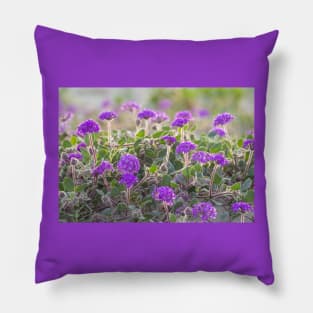 Purple Field of Flowers, Desert Verbena Pillow