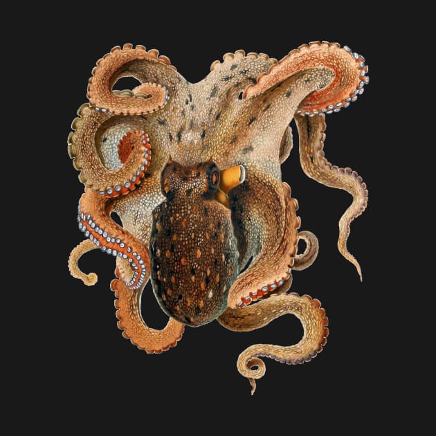 Vintage Octopus Vulgaris by Giacomo Merculiano by MasterpieceCafe