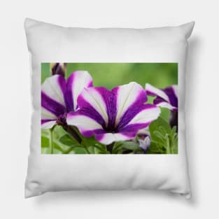 Petunia  &#39;Peppy Blue&#39; Pillow