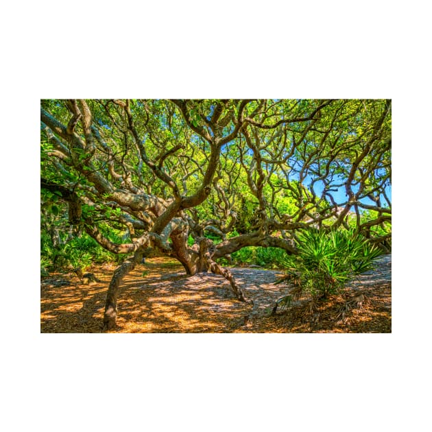 Cumberland Island National Seashore by Gestalt Imagery