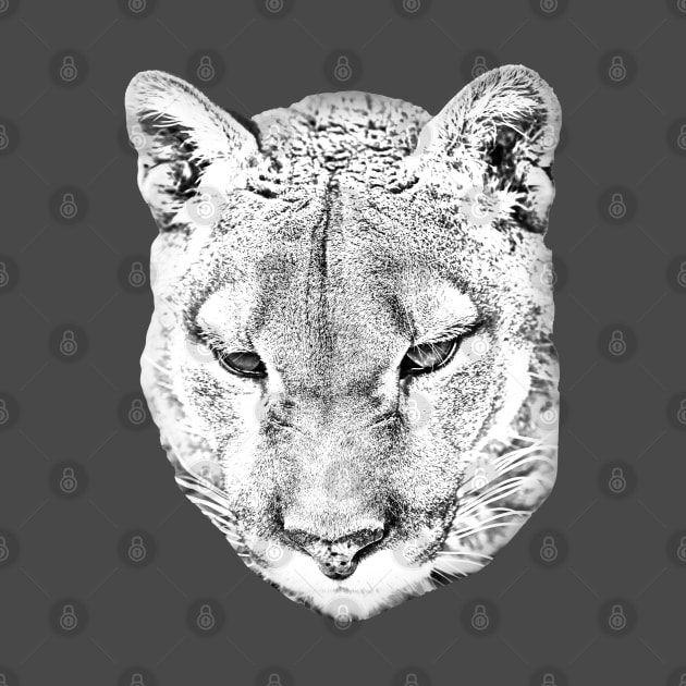 Cougar head converted to a drawing by dalyndigaital2@gmail.com