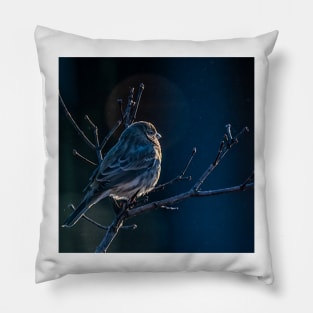 Finch At First Light Pillow