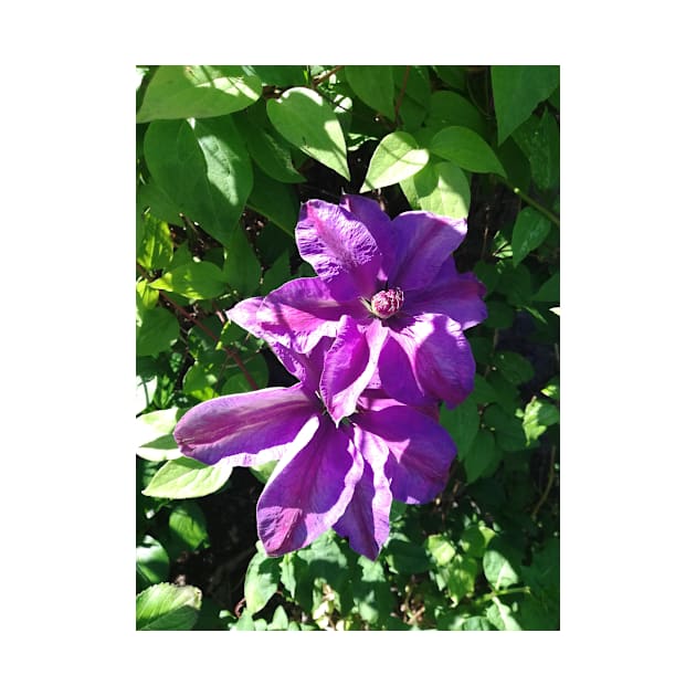 Purple clematis photograph by esvb