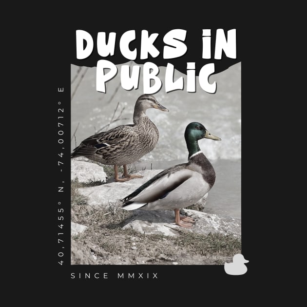 Ducks In Public. by DucksInPublic