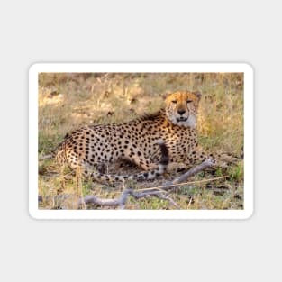 Panting Cheetah Resting in the Shade Magnet