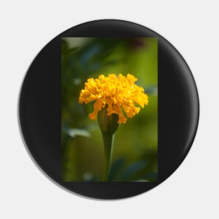 Marigold II Pin