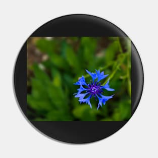 Blue cornflower herb flower head Pin