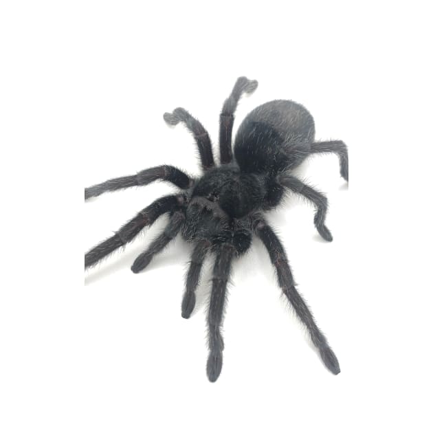 Grammostola pulchra Tarantula by CyriocosmusE