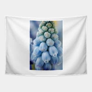 Muscari armeniacum  &#39;Valerie Finnis&#39;  Grape hyacinth Tapestry