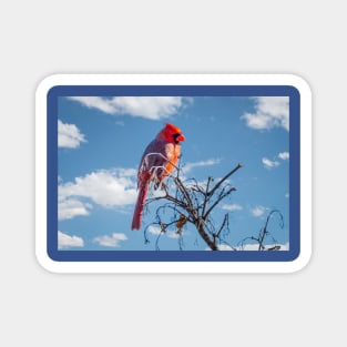 Male Northern Cardinal High in the Treetop by Debra Martz Magnet