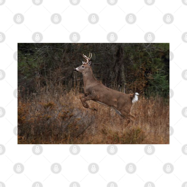 Early Morning Buck - White-tailed Deer by Jim Cumming