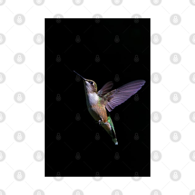 Free - Ruby throated Hummingbird by Jim Cumming