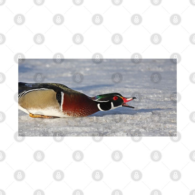 Protecting his territory - Wood Duck by Jim Cumming