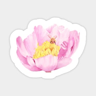 Bee in a Pink Peony Watercolor Painting Magnet