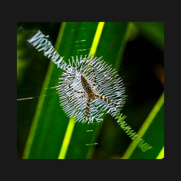 Spider in web by joesaladino