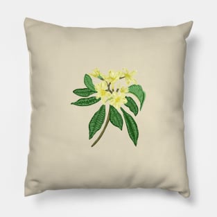 Frangipani Botanical Pillow