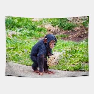 Young chimpanzee out walking Tapestry