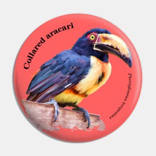 Collared aracari tropical bird pin black text Pin