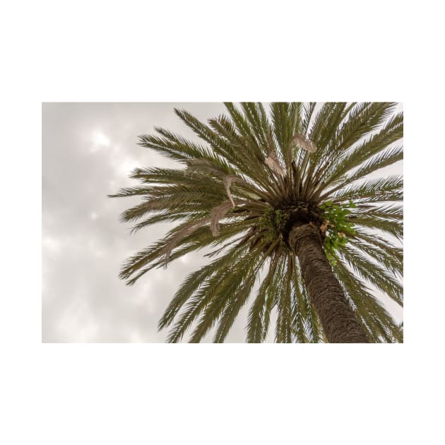 Palm tree silhouette against grey cloudy sky by lena-maximova