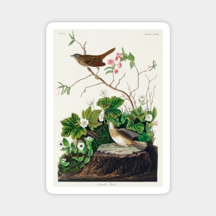 Tawny Thrush from Birds of America (1827) Magnet