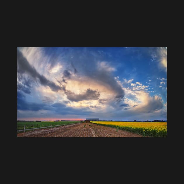 Shed with Canola by PeterH