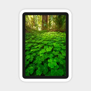 Redwood Sorrel in the Forest Magnet