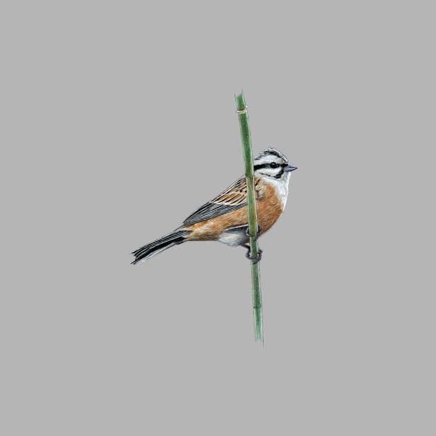 Rock bunting by Mikhail Vedernikov