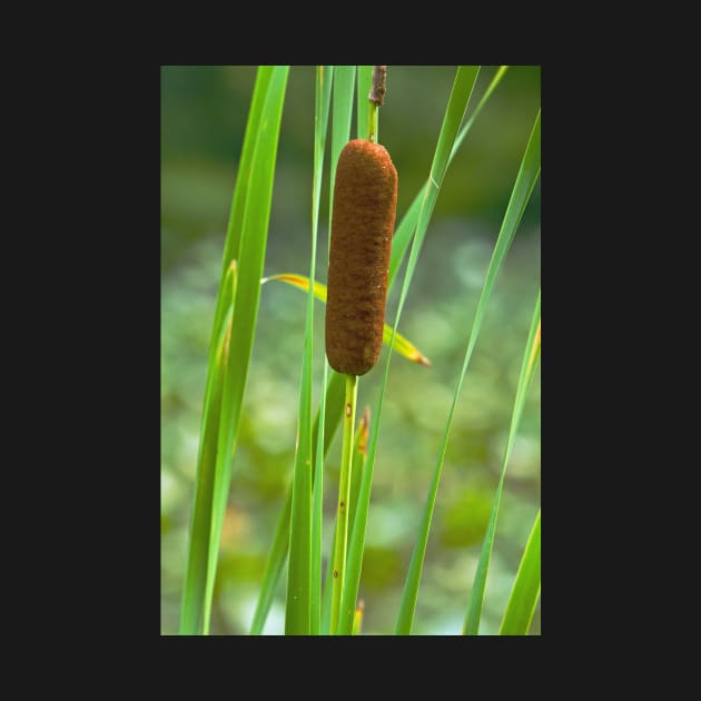 Cattail by thadz