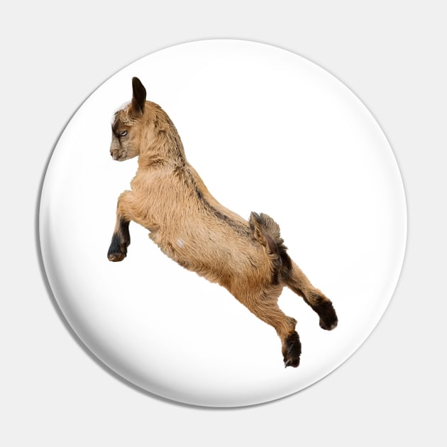 Bouncing Baby Goat 7 Pin by Ory Photography Designs