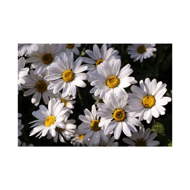 Large White Daisies by pinkal