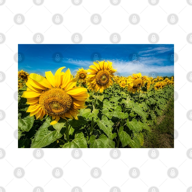 Sunny Sunflowers 1 by Robert Alsop