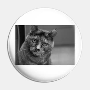 Black and White Tortoiseshell Cat Photograph Pin