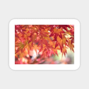 Curtain Of Autumn Leaves Magnet