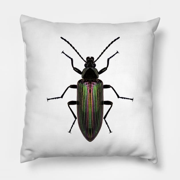 Darkling Beetle Pillow by InsecTees by Dom Lever