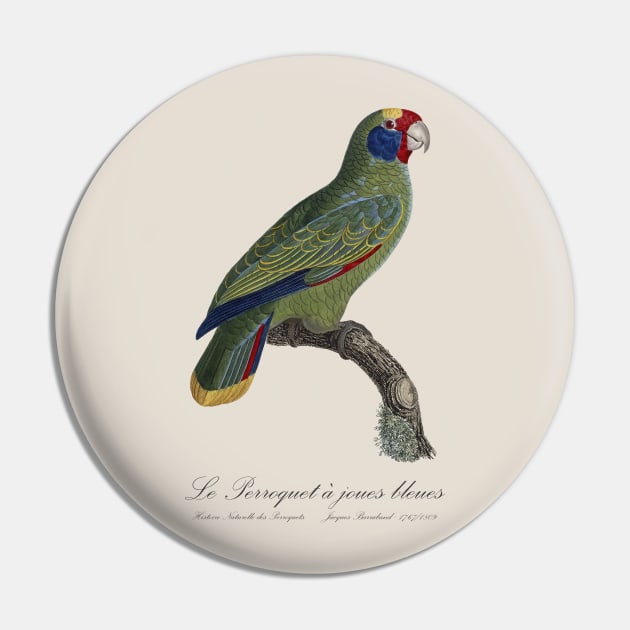 Red-Tailed Amazon Parrot / Le Perroquet a Joues Bleues - 19th century Jacques Barraband Illustration Pin by SPJE Illustration Photography