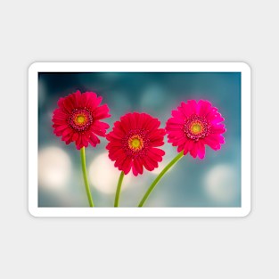 Hot  Pink Gerberas Magnet