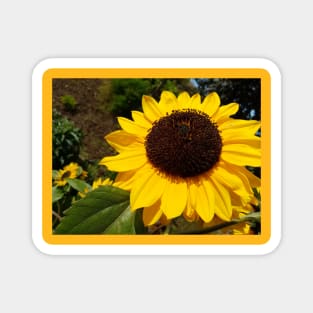 Sunflowers Magnet