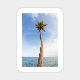 Tall palm tree against sky Magnet